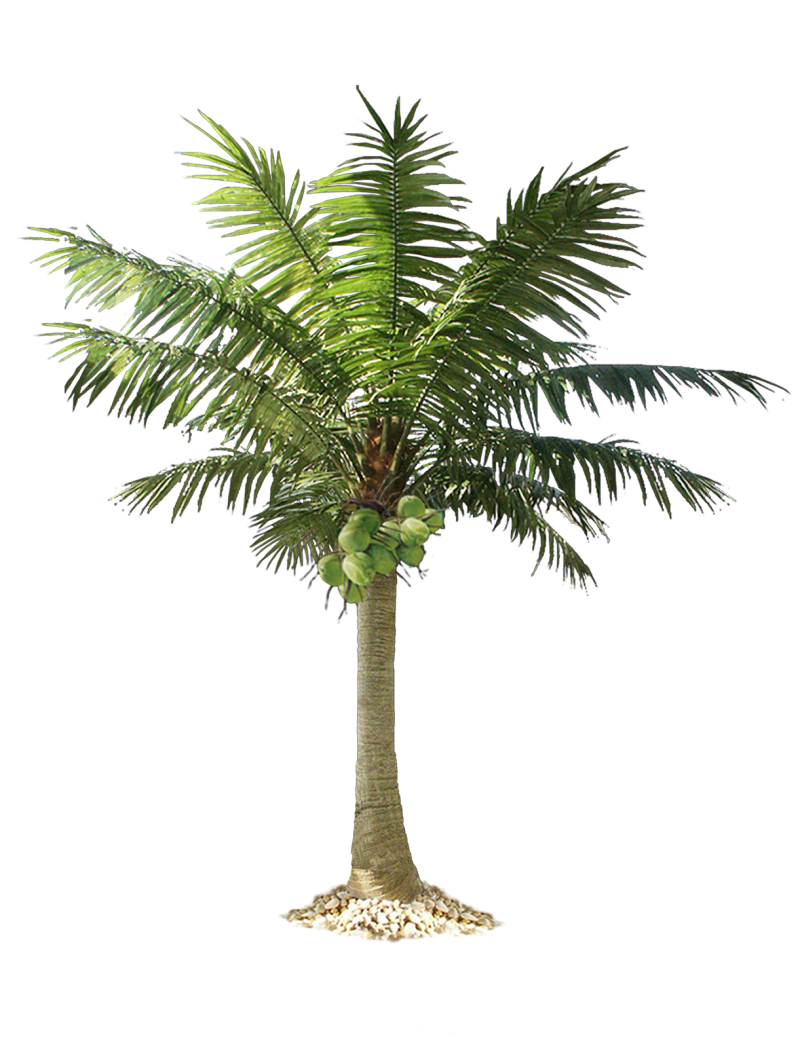 Tropical Coconut Palm Tree PNG Transparent Background - Photo #1107 ...
