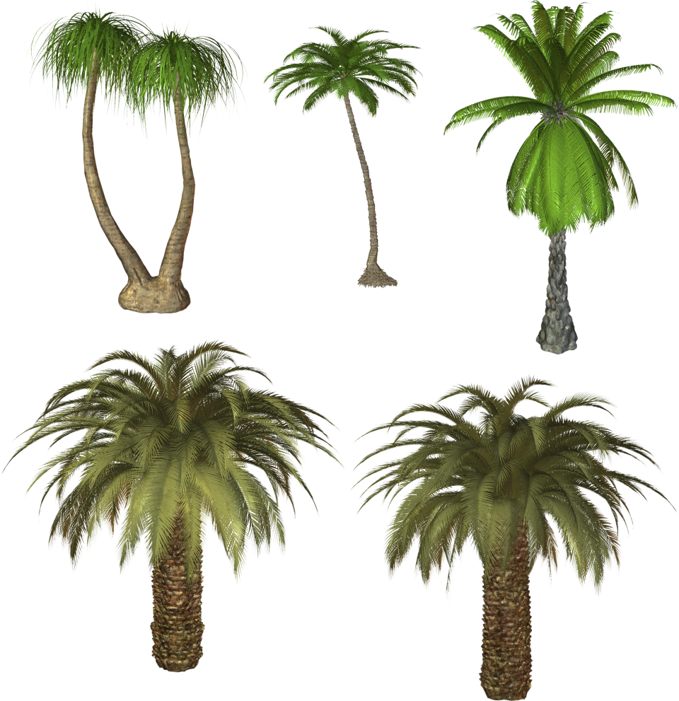 Tags - coconut palm isolated png - DirectPNG - Download Free and ...