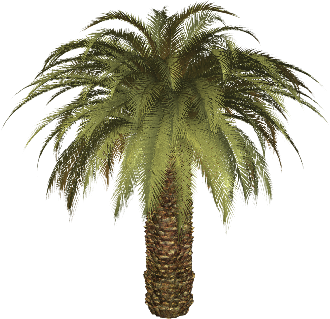 Coconut Tree PNG Transparent Background - Photo #1129 - DirectPNG ...