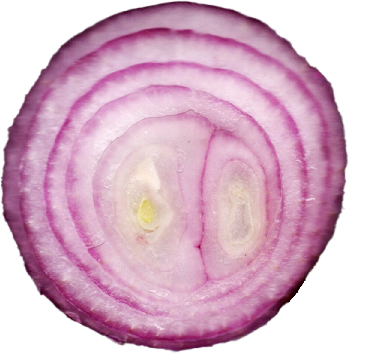 onion layers close-up photography - Photo #1715 - DirectPNG - Download ...