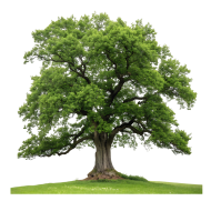 Majestic Green Oak Tree on Grassy Hill PNG Realistic Isolated Nature ...